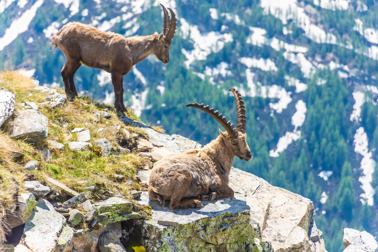 ibex-goats